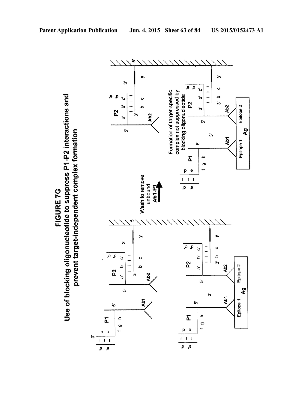 IMMUNO-AMPLIFICATION - diagram, schematic, and image 64