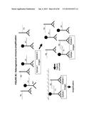 IMMUNO-AMPLIFICATION diagram and image