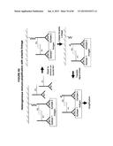 IMMUNO-AMPLIFICATION diagram and image