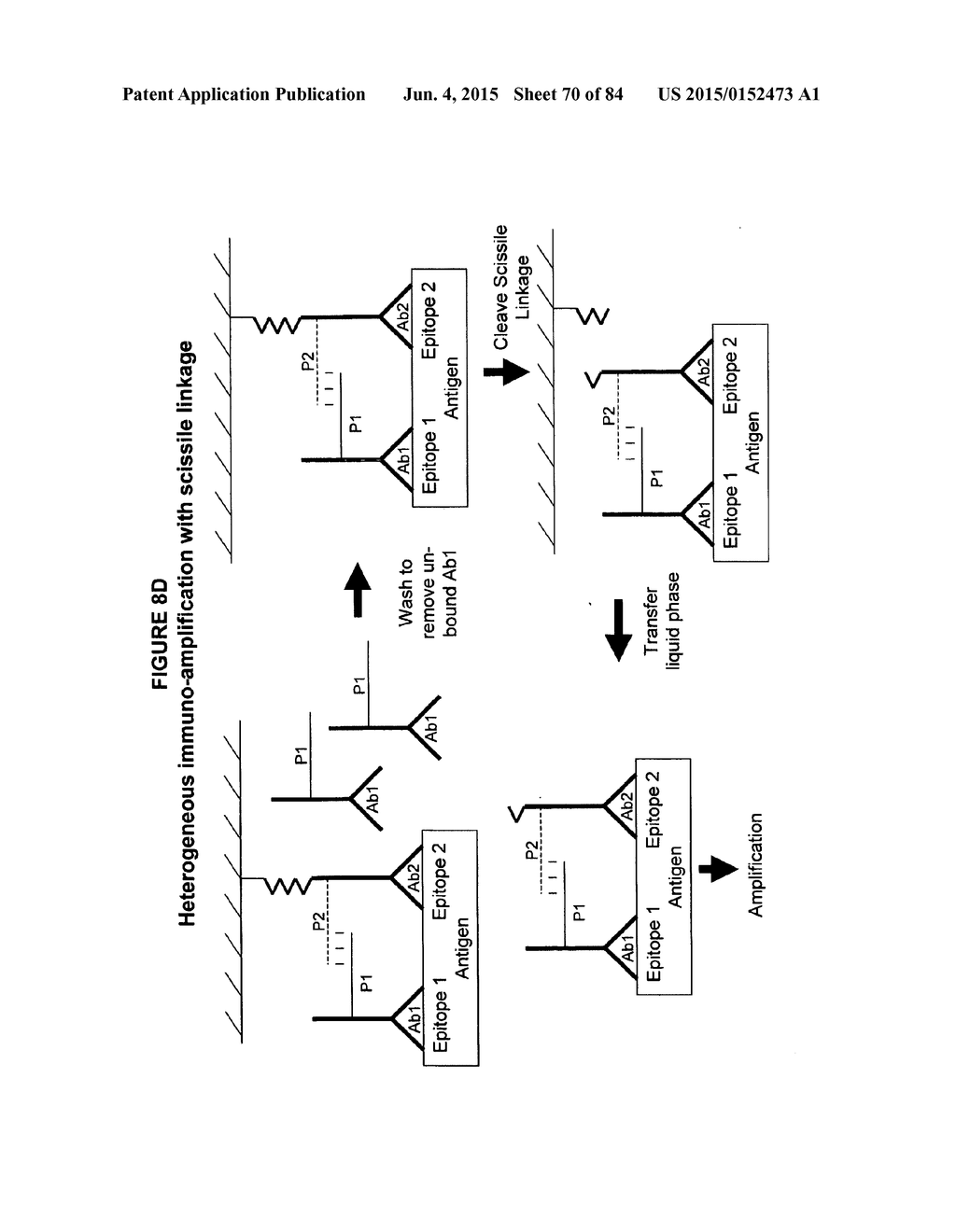 IMMUNO-AMPLIFICATION - diagram, schematic, and image 71