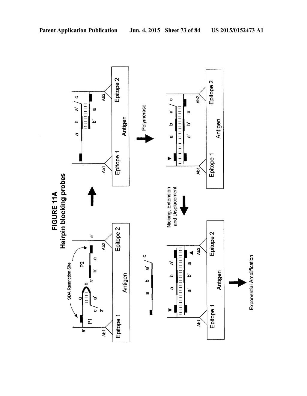 IMMUNO-AMPLIFICATION - diagram, schematic, and image 74