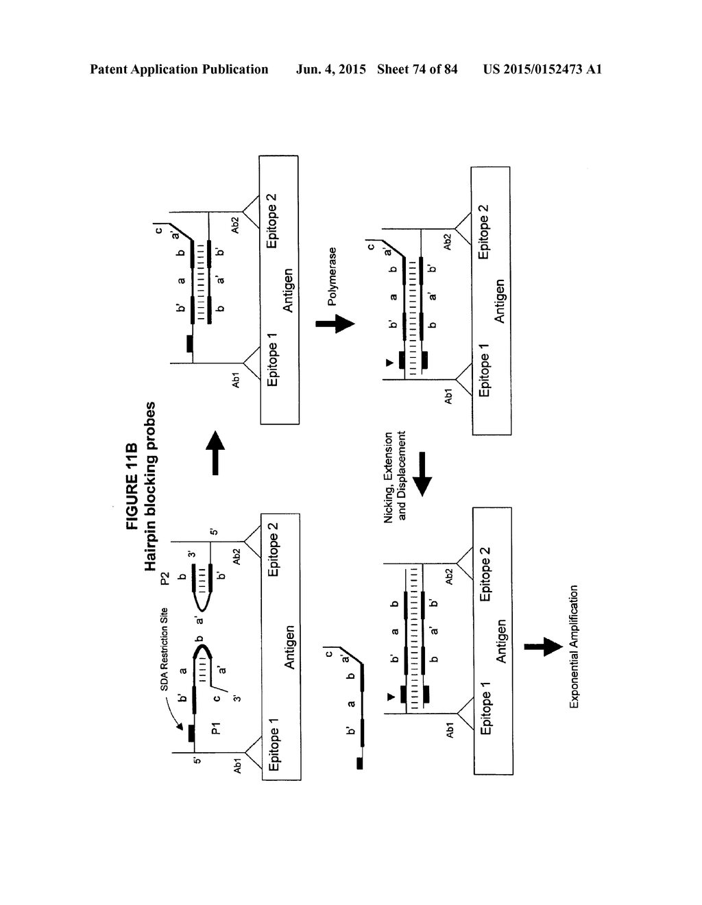 IMMUNO-AMPLIFICATION - diagram, schematic, and image 75