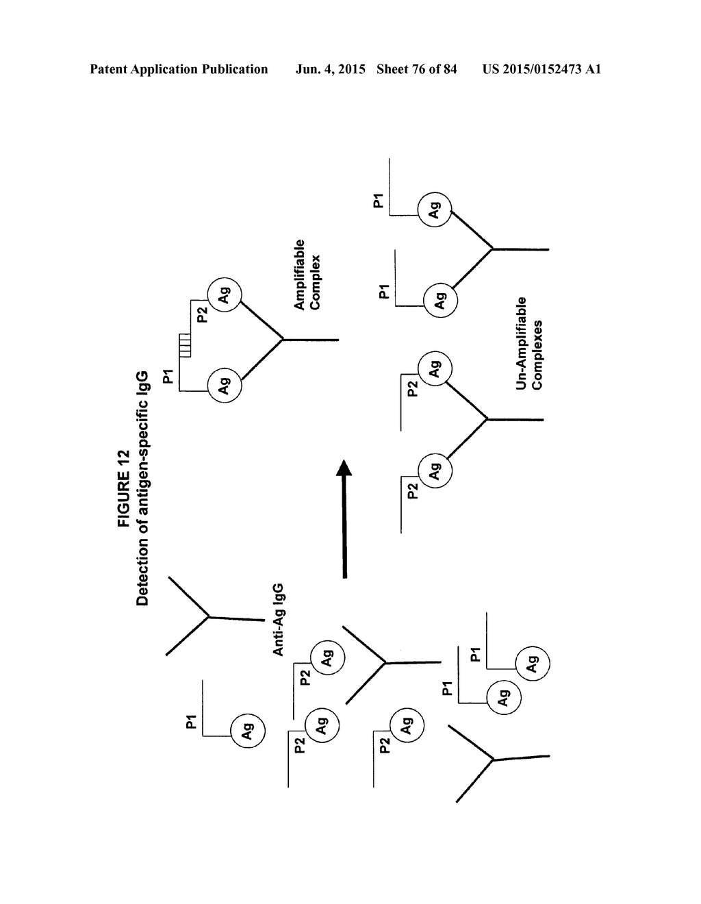 IMMUNO-AMPLIFICATION - diagram, schematic, and image 77