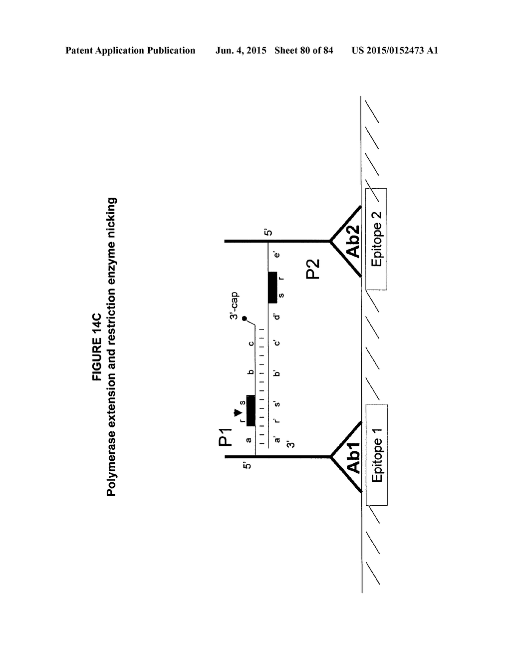 IMMUNO-AMPLIFICATION - diagram, schematic, and image 81