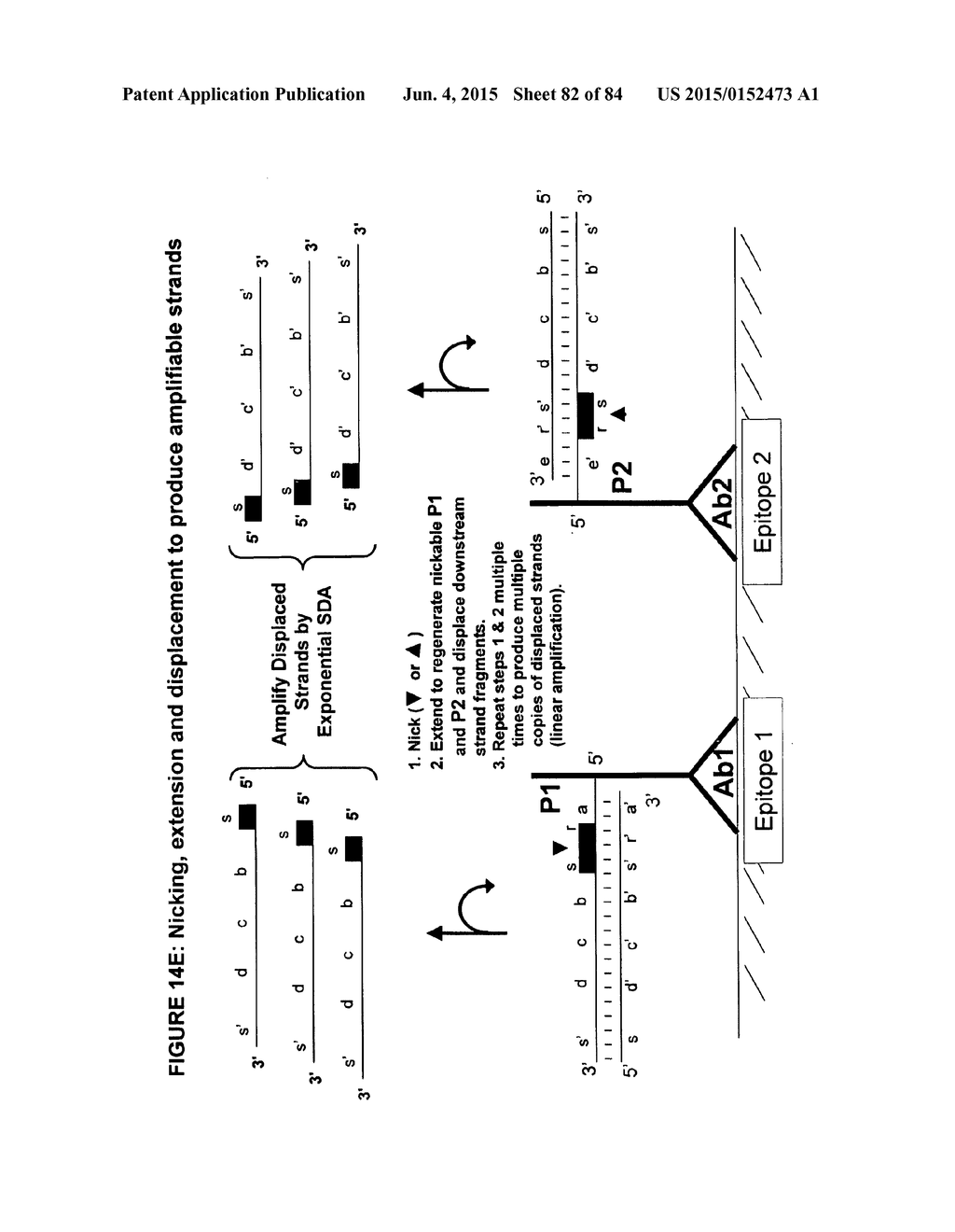 IMMUNO-AMPLIFICATION - diagram, schematic, and image 83