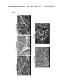 SURFACE ISOTROPY AS A MARKER FOR EPIDERMAL MATURATION diagram and image