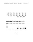 ASSAYS, METHODS AND APPARATUS FOR ASSESSING RNA DISRUPTION diagram and image