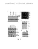 INHIBITORS OF HIPPO-YAP SIGNALING PATHWAY diagram and image