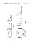 Amyloid Beta Peptides as a Therapy for Inflammation diagram and image