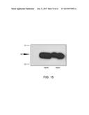 Amyloid Beta Peptides as a Therapy for Inflammation diagram and image