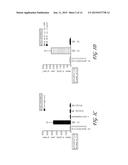 Papillomavirus Pseudoviruses for Detection and Therapy of Tumors diagram and image