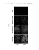 Antibodies that Bind Activatable Antibodies and Methods of Use Thereof diagram and image