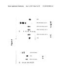 Derivatisation of Erythropoietin (EPO) diagram and image