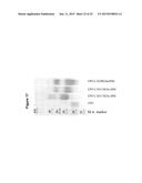 Derivatisation of Erythropoietin (EPO) diagram and image