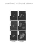 NOVEL LOW-MOLECULAR-COMPOUND FOR IMPROVING PRODUCTION, MAINTENANCE AND     PROLIFERATION OF PLURIPOTENT STEM CELLS, COMPOSITION COMPRISING THE SAME,     AND CULTURE METHOD diagram and image