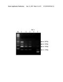 MUTANT NEQ HS DNA POLYMERASE DERIVED FROM NANOARCHAEUM EQUITANS AND ITS     APPLICATION TO HOT-START PCR diagram and image