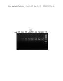 MUTANT NEQ HS DNA POLYMERASE DERIVED FROM NANOARCHAEUM EQUITANS AND ITS     APPLICATION TO HOT-START PCR diagram and image