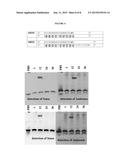 OLIGONUCLEOTIDE COMPOUNDS COMPRISING NON-NUCLEOTIDE OVERHANGS diagram and image