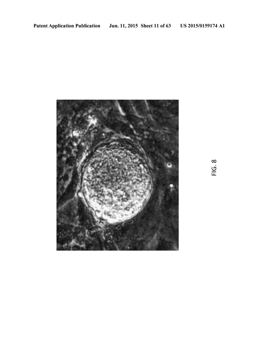 Methods and Compositions for the Targeted Modification of a Genome - diagram, schematic, and image 12