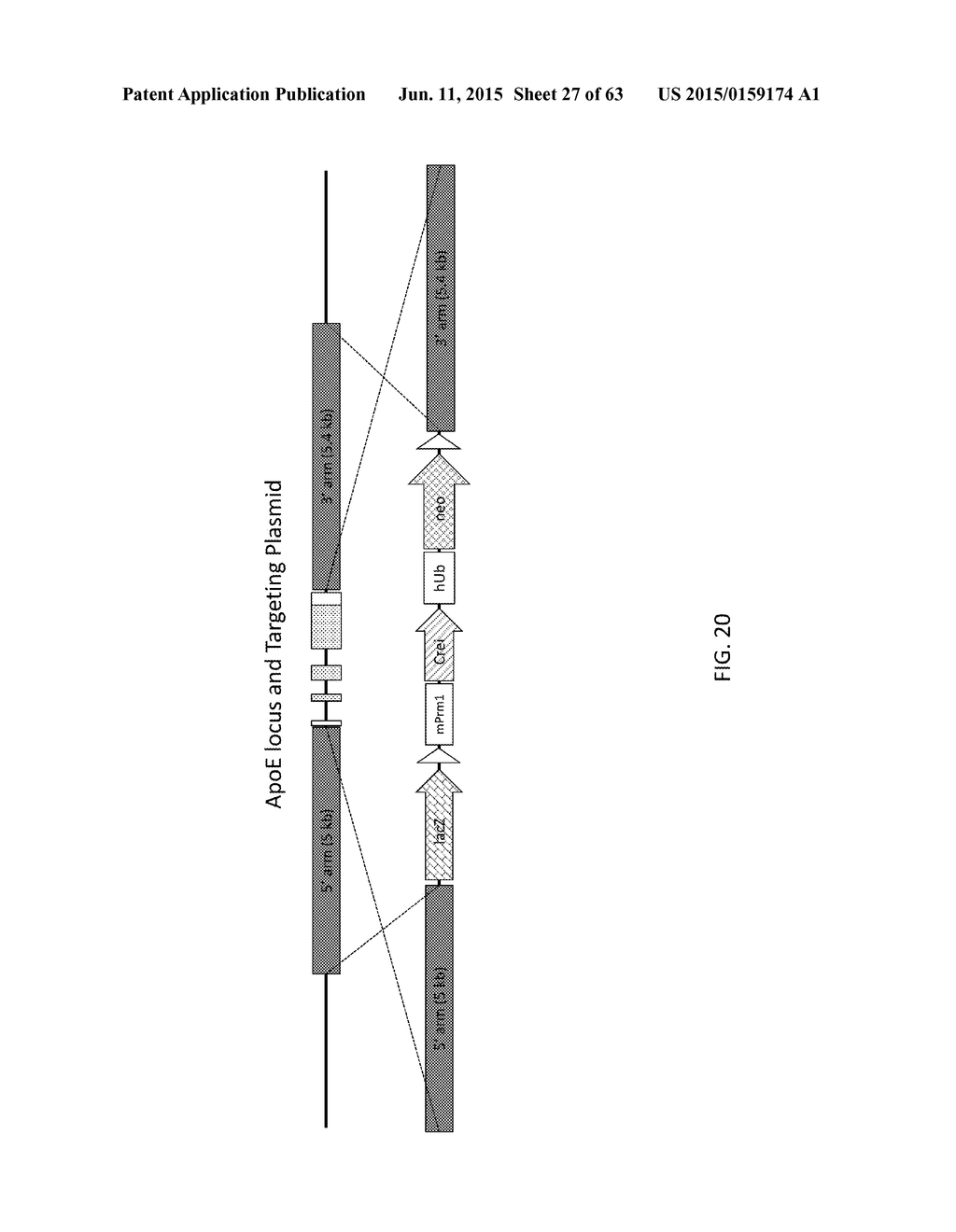 Methods and Compositions for the Targeted Modification of a Genome - diagram, schematic, and image 28