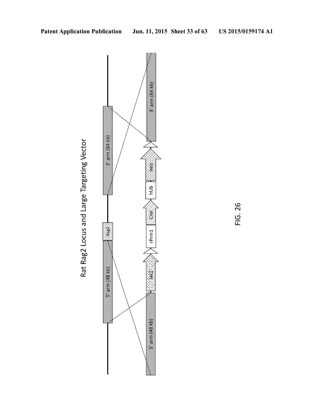 Methods and Compositions for the Targeted Modification of a Genome - diagram, schematic, and image 34