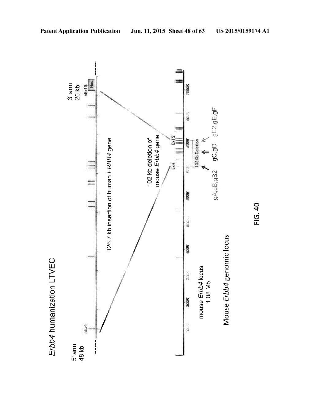 Methods and Compositions for the Targeted Modification of a Genome - diagram, schematic, and image 49