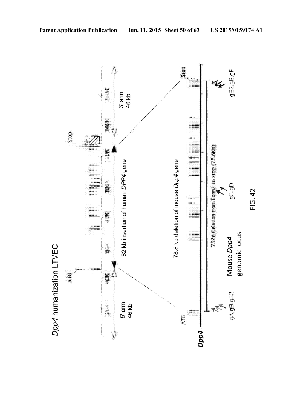 Methods and Compositions for the Targeted Modification of a Genome - diagram, schematic, and image 51