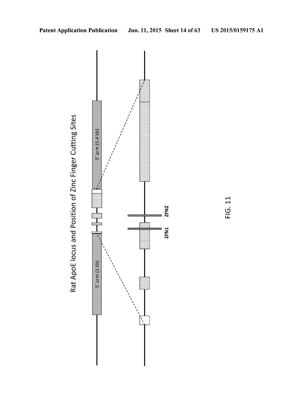 METHODS AND COMPOSITIONS FOR THE TARGETED MODIFICATION OF A GENOME - diagram, schematic, and image 15