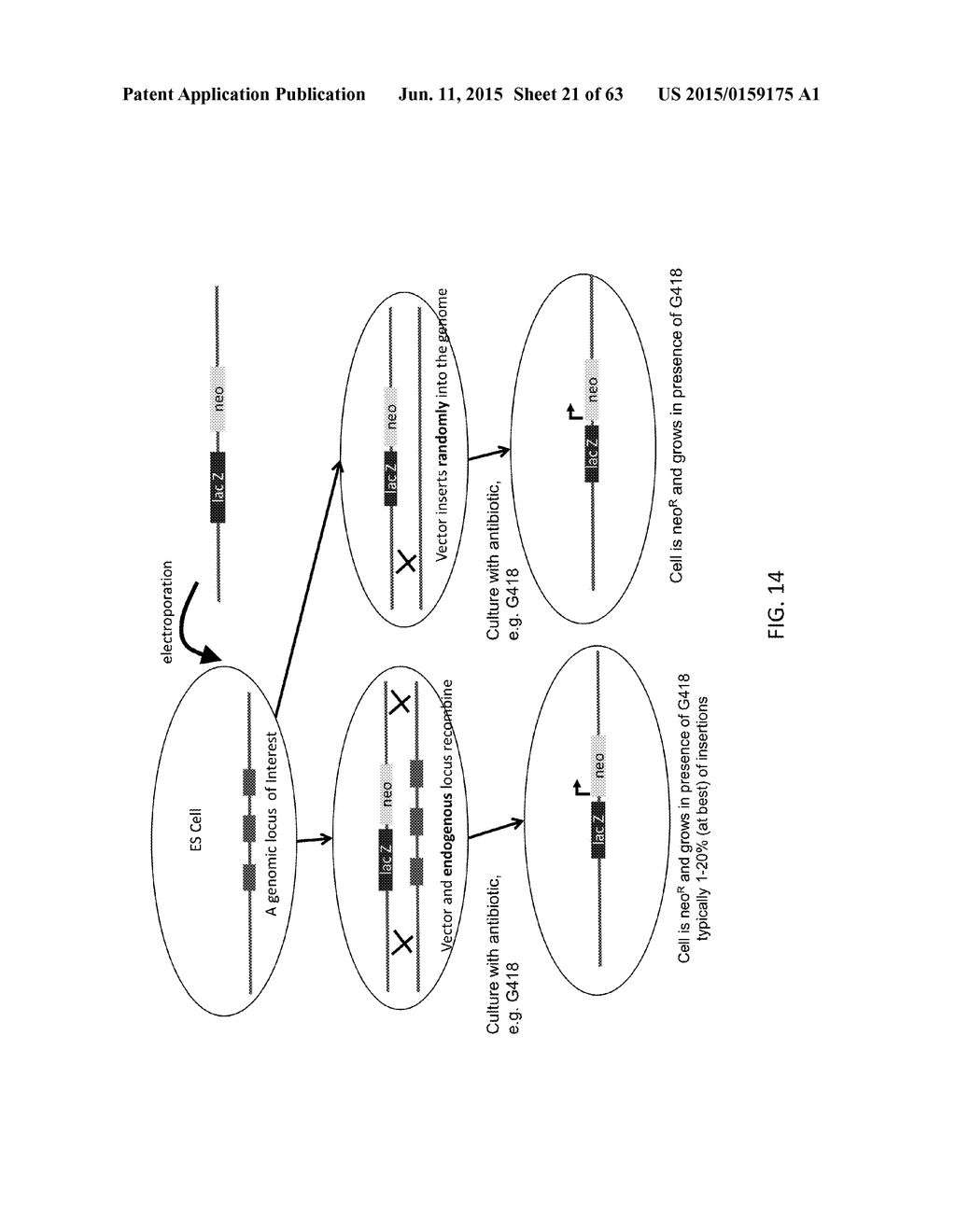 METHODS AND COMPOSITIONS FOR THE TARGETED MODIFICATION OF A GENOME - diagram, schematic, and image 22