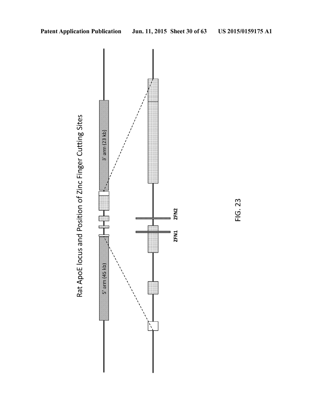 METHODS AND COMPOSITIONS FOR THE TARGETED MODIFICATION OF A GENOME - diagram, schematic, and image 31