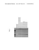 METHODS AND COMPOSITIONS FOR AMPLIFICATION OF NUCLEIC ACIDS diagram and image