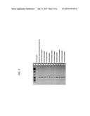 METHODS AND COMPOSITIONS FOR AMPLIFICATION OF NUCLEIC ACIDS diagram and image