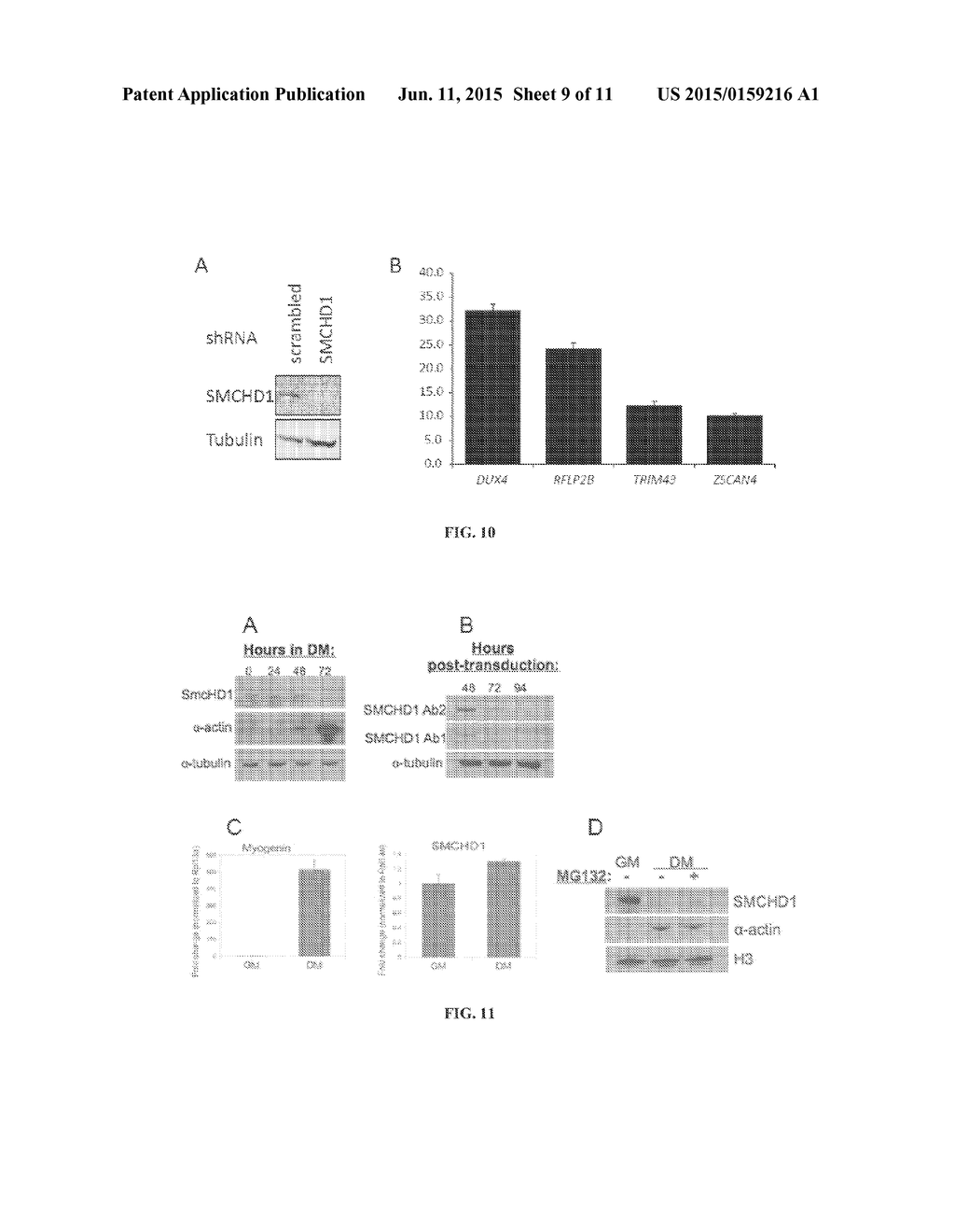 METHODS AND COMPOSITIONS RELATED TO THE SMCHD1 GENE - diagram, schematic, and image 10