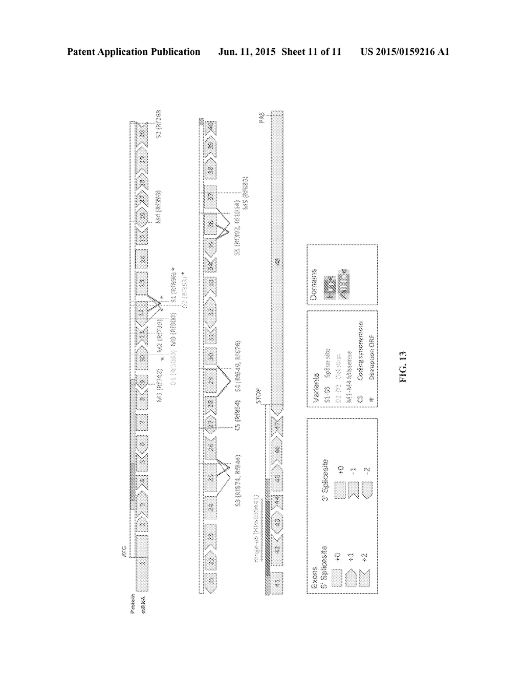 METHODS AND COMPOSITIONS RELATED TO THE SMCHD1 GENE - diagram, schematic, and image 12