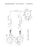 BRASSICA GAT EVENT AND COMPOSITIONS AND METHODS FOR THE IDENTIFICATION     AND/OR DETECTION THEREOF diagram and image