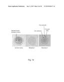 IMAGING AND EVALUATING EMBRYOS, OOCYTES, AND STEM CELLS diagram and image