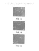 HUMAN LIVER TUMOR CELL LINE AND METHOD OF AGENT SCREENING diagram and image