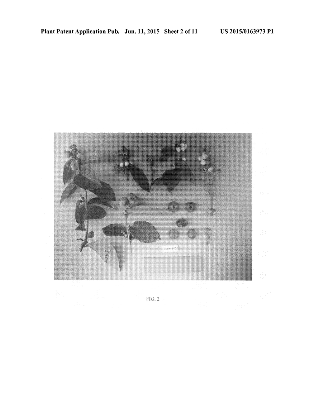 Vaccinium hybrid plant named 'Ridley 3402' - diagram, schematic, and image 05