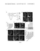 TARGETING A NON-CANONICAL NOTCH SIGNALING PATHWAY FOR CANCER TREATMENT diagram and image