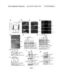 TARGETING A NON-CANONICAL NOTCH SIGNALING PATHWAY FOR CANCER TREATMENT diagram and image