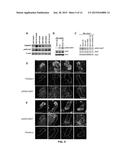 TARGETING A NON-CANONICAL NOTCH SIGNALING PATHWAY FOR CANCER TREATMENT diagram and image