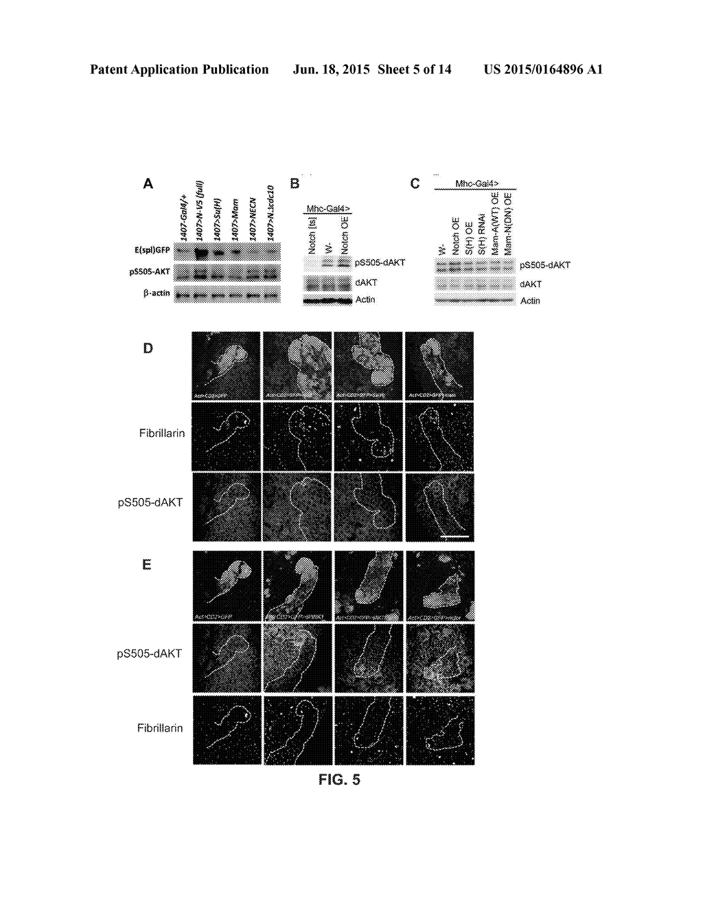 TARGETING A NON-CANONICAL NOTCH SIGNALING PATHWAY FOR CANCER TREATMENT - diagram, schematic, and image 06