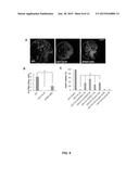 TARGETING A NON-CANONICAL NOTCH SIGNALING PATHWAY FOR CANCER TREATMENT diagram and image