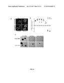 TARGETING A NON-CANONICAL NOTCH SIGNALING PATHWAY FOR CANCER TREATMENT diagram and image