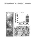 COMPOSITIONS AND METHODS OF TREATMENT WITH STEM CELLS diagram and image