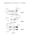 METHOD OF DETERMINING CLONOTYPES AND CLONOTYPE PROFILES diagram and image