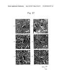 CRYSTAL PRODUCING APPARATUS, SiC SINGLE CRYSTAL PRODUCING METHOD, AND SiC     SINGLE CRYSTAL diagram and image