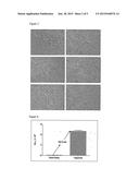 Hypoxia Inducible Factor (HIF) Activity Reporter Cell Line diagram and image