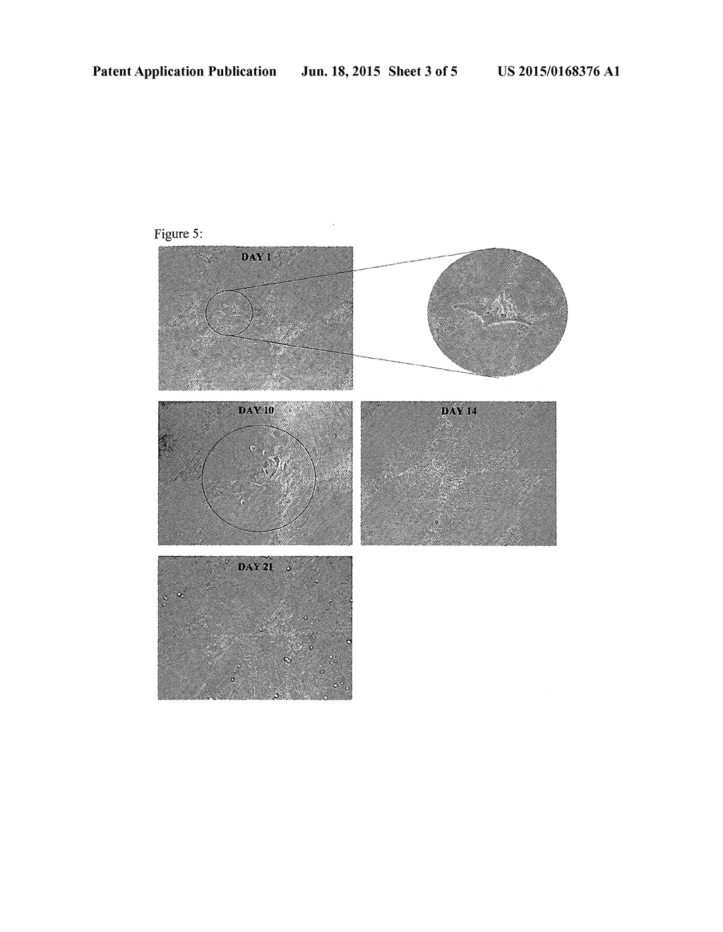 Hypoxia Inducible Factor (HIF) Activity Reporter Cell Line - diagram, schematic, and image 04