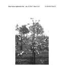 Apple Tree Named  MORED  diagram and image